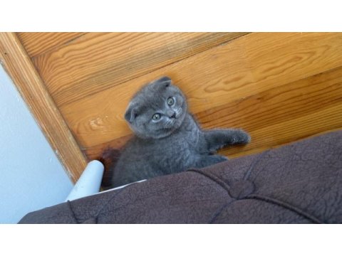 Yavru scottish fold 2 aylık