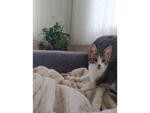 13 haftalık yavru ev kedisi