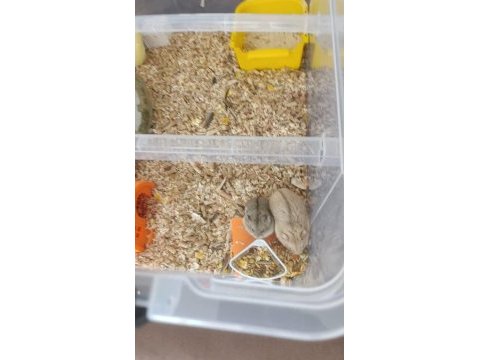 Kayseri gonzales hamster