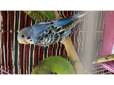 30 günlük yavru ele alışkın muhabbet kuşları