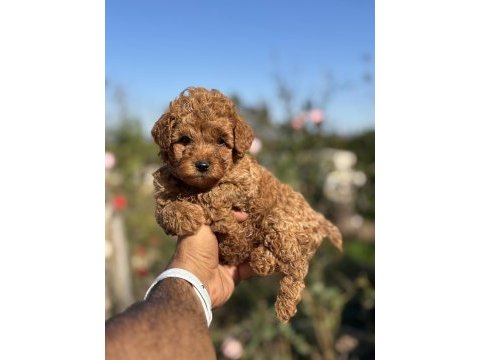 Teacup boy red brown poodle cinsi bebekler
