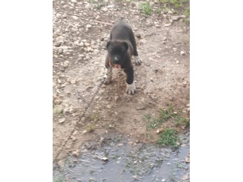 Üst düzey orijinal haymana karası çift köpeğimiz