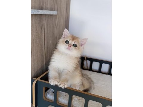 Blue golden erkek yavru british shorthair