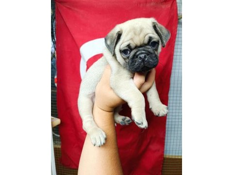 Yavru çok akıllı çok oyuncu aile çocuk dostu pug