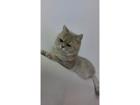 1 buçuk yaşında dişi british shorthair