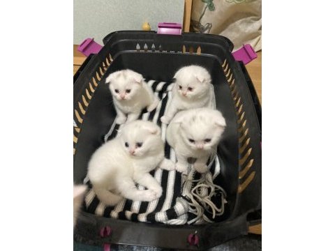 Scottish fold yavrular