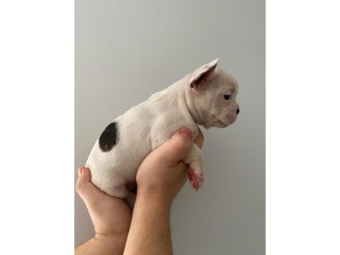 A kalite maskeli french bulldog yavrularımız