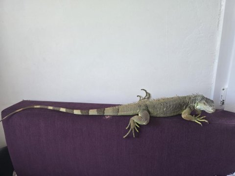 Büyük boy iguna