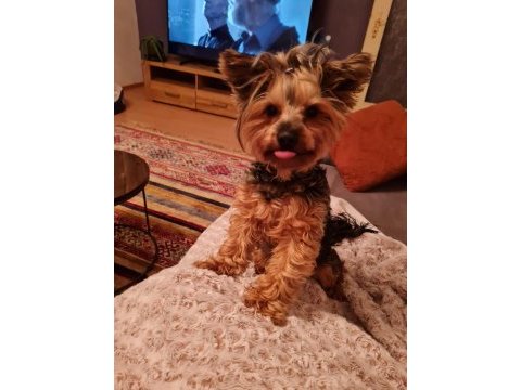 Yorkshire terrier yavrular