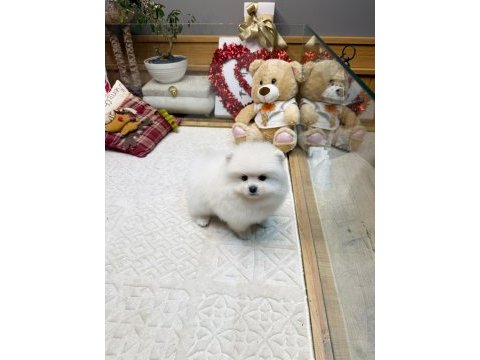 Kaliteli basık burun teacup pomeranian yavrular