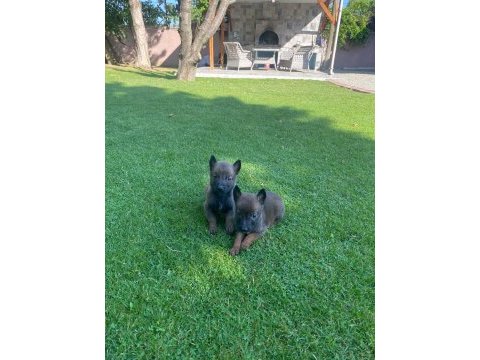 Malinois bebekler yeni yuvalarını bekliyorlar