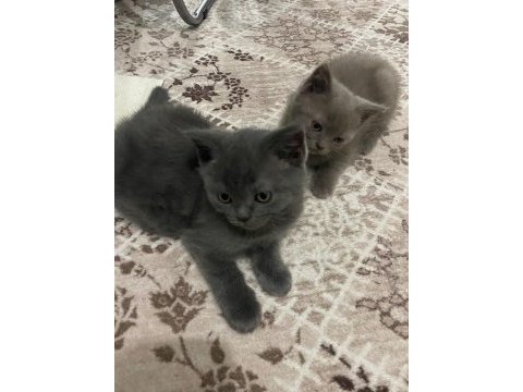 Mama karşılığı british shorthair erkek yavru