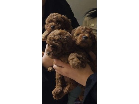 Muhteşem toy poodle yavrular