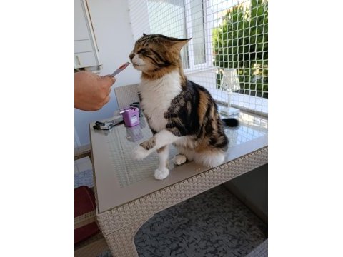 Maine coon ve tekir kırması kısır erkek