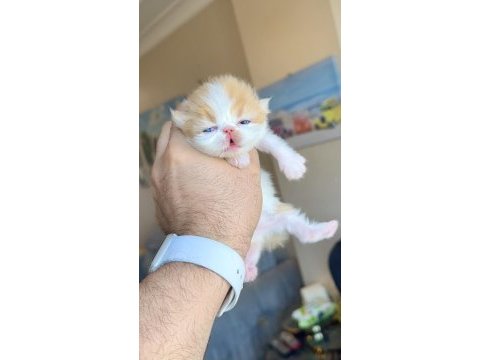 Safkan şecereli şampiyon exotic shorthair yavrularım