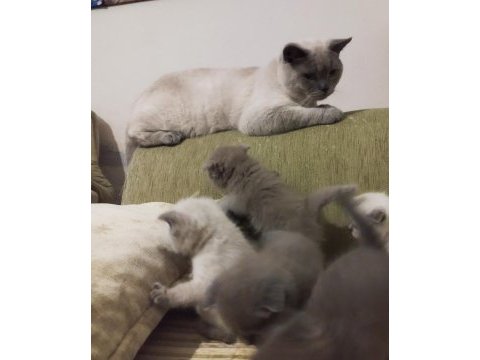 1 aylık british shorthair yavrular