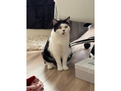 Ücretsiz bitter british shorthair kardeşler