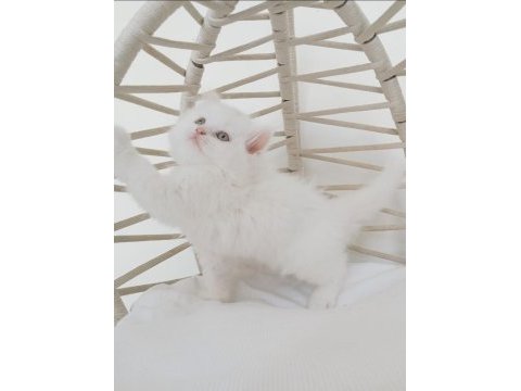 Safkan eşsiz güzellikte british longhair yavrularım