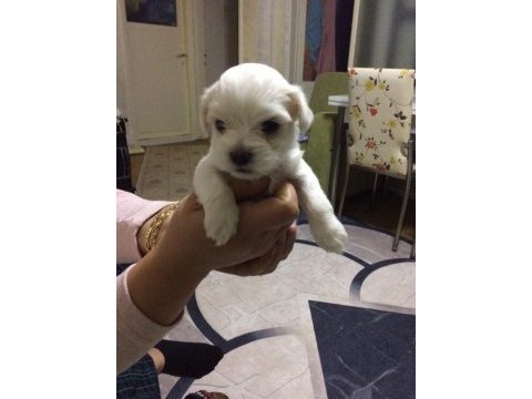 Ev üretimi 43 günlük morkie yavrular
