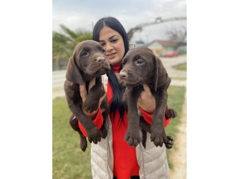 Çikolata labrador yavrularım