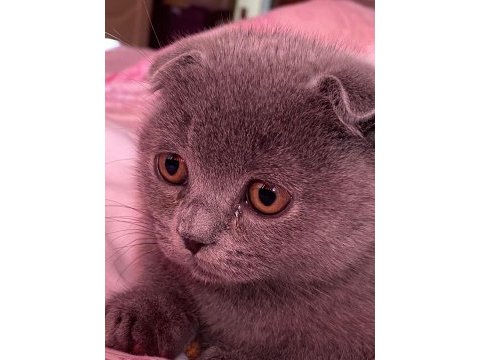 Orijinal erkek scottish fold eğitimli aşılı