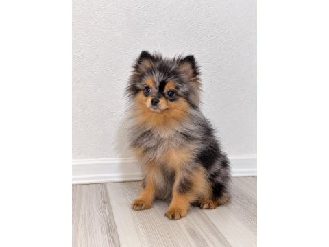 Pomeranian merle yetişkin dişi en uygun