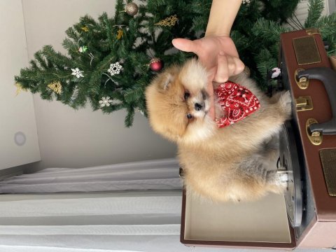 Dişi kusursuz teddy face pomeranian boo sağlıklı