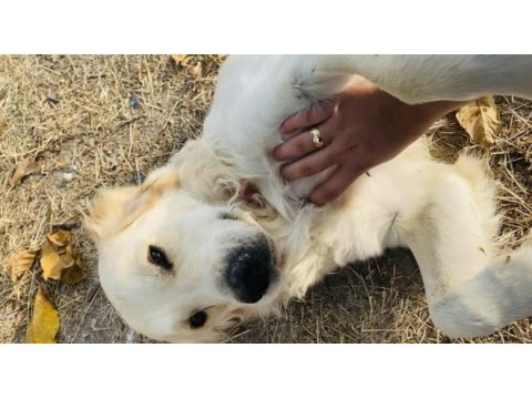 Eğitimli aşıları tam kimlikli çipli golden
