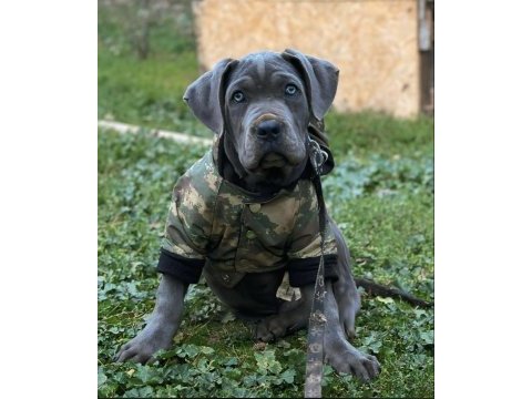 Orjinal cane corso blue aşıları hepsi vardır 5 aylıktır