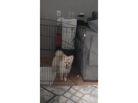 Pomeranian boo 9 aylık erkek