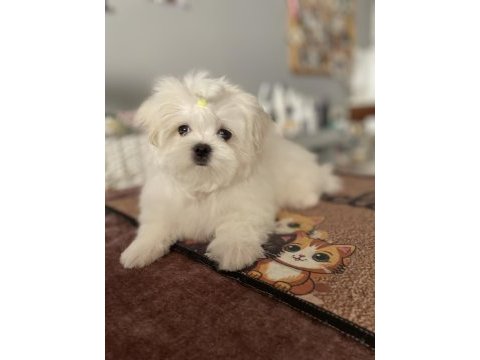 Maltese yavruları