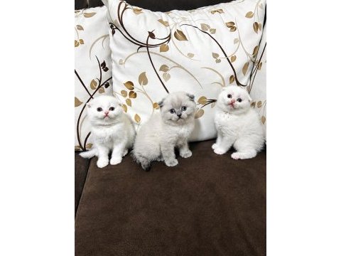 Scottish fold erkek yavrular