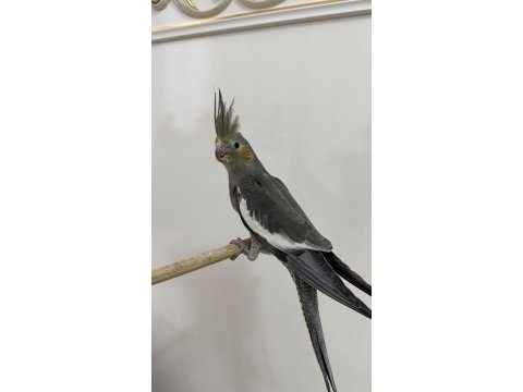 Sultan papağanı sahiplendirilecektir