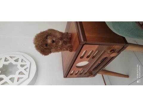 Dişi toy poodle