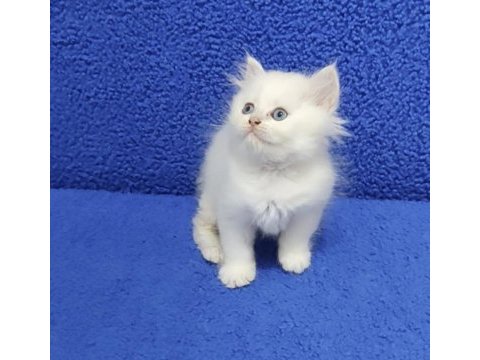 Yeni yuvasına gitmeye hazır longhair  british ponçik