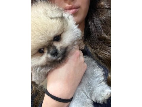 Petmode köpek çiftliğinden teddy pomeranian