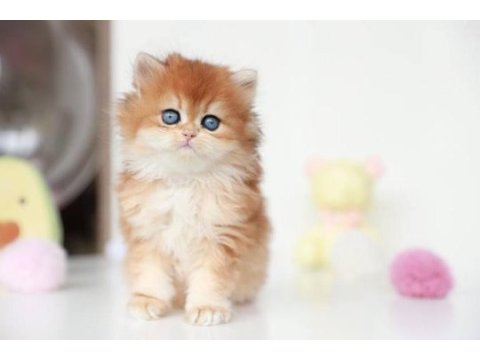Altın parlaklığında golden british longhair 