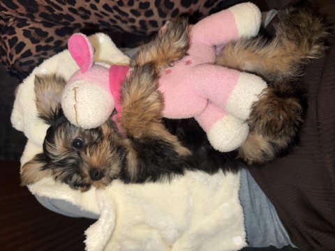 Minik sevimli oyuncu yavru köpekler
