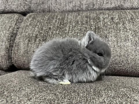 Safkan mini cüce ve hollanda tavşanlar veterinerden