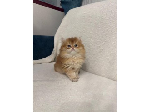 Golden british longhair