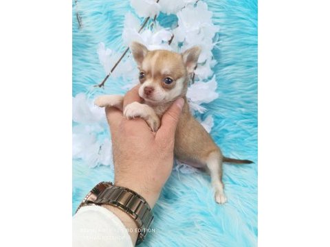 Teacup chihuahua bebeklerimiz