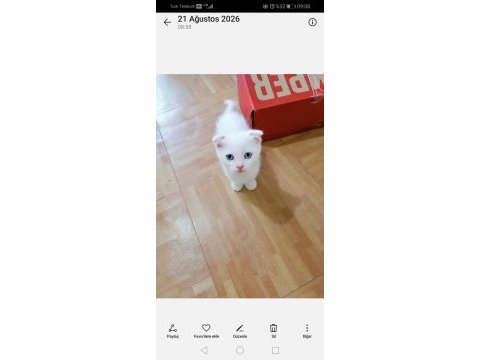 Scottish longhair yavrular 2 dişi 2 erkek
