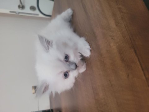 Yavru dişi british longhair