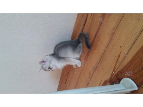 Scottish fold dişi ve erkek yavrular