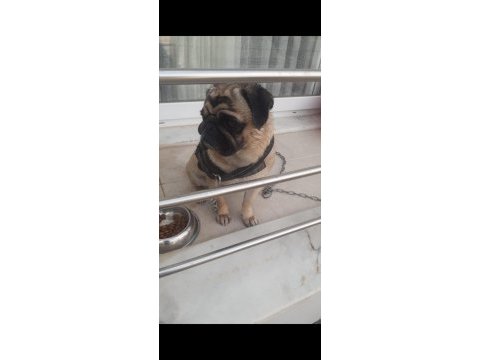 Pug 2.5 yaşında