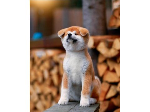 Japon akita yavruları sağlık ve ırk garantili 