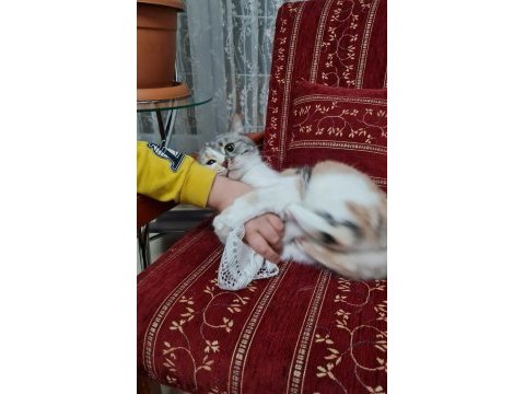 Kedimiz şifa mıza yeni bir yuva arıyoruz