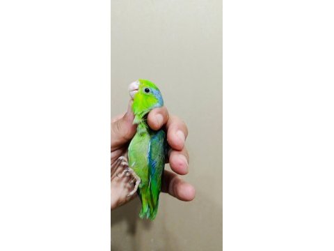 50 günlük yavru takım forpus