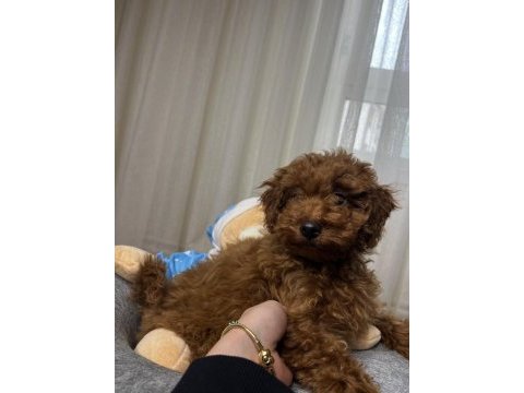 Toy poodle köpeğimiz