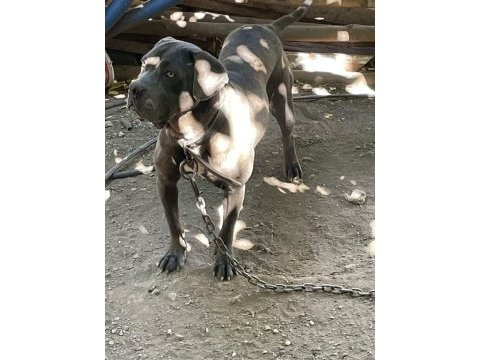 1 yaşında hamile cane corso